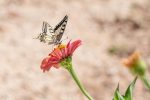 Rockland Park butterfly-ga65f80517_1920